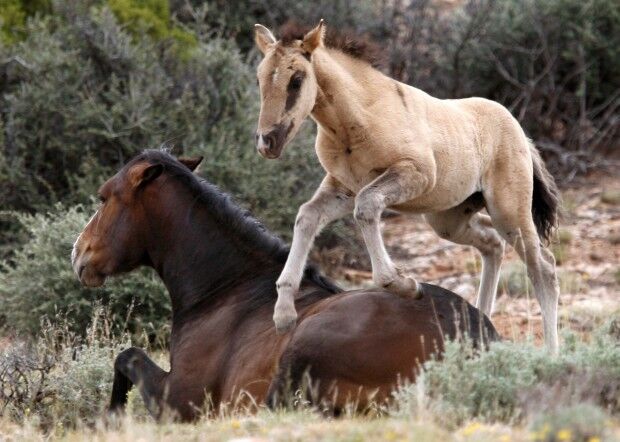 Montana saute sur Fresia :